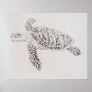 Poster Desenho de Tartarugas Costeiras