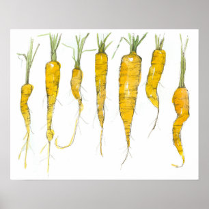 Poster Desenho de Tinta em Aquarela de Cenouras do Jardim