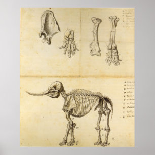 Póster Desenho de Trabalho do Mastodon