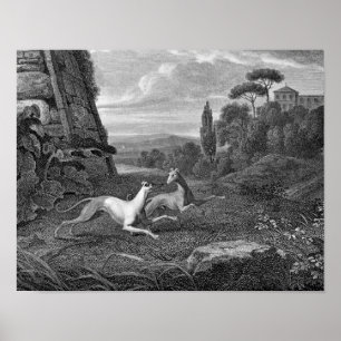 Póster Desenho do cão dos galgos italianos