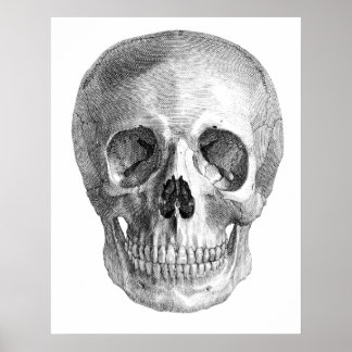 Póster Desenho do esboço da anatomia do crânio humano