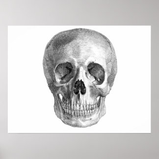Póster Desenho do esboço da anatomia do crânio humano
