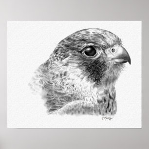 Poster Desenho do falcão de Lanner