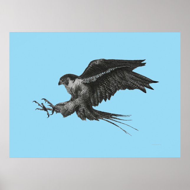 Póster Desenho do Falcão Peregrino na Canvas (Frente)