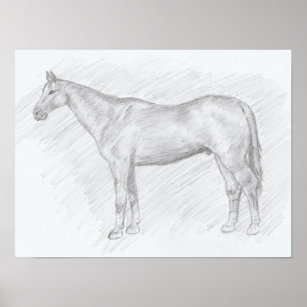 Canvas do desenho de lápis do retrato do cavalo