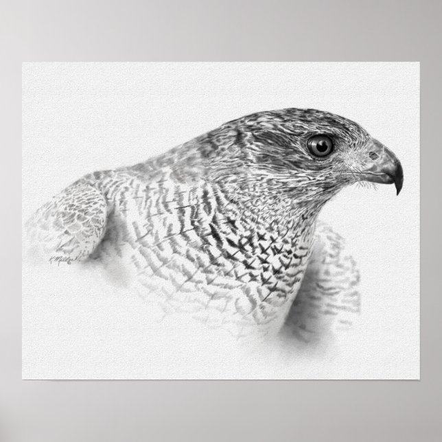Póster Desenho Goshawk (Frente)