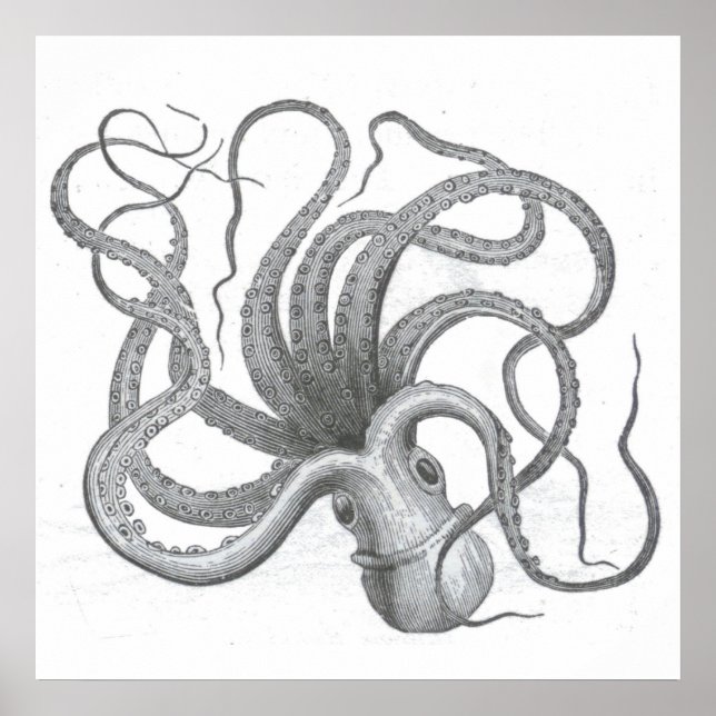 Poster Desenho kraken vintage náutico (Frente)