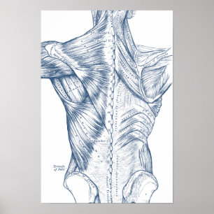 Póster Desenho Médico Antigo Músculos das Costas Azul (18