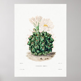 Poster Desenho Nopal de uma Imagem de Planta de Cactus Fl