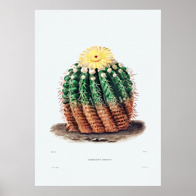 Poster Desenho Nopal de uma Imagem de Planta de Cactus Fl (Frente)