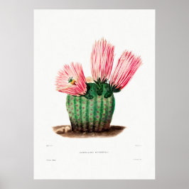 Poster Desenho Nopal de uma Imagem de Planta de Cactus Fl