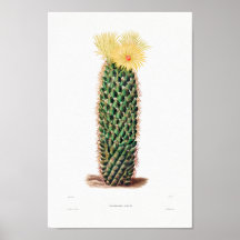 Desenho Nopal de uma Imagem de Planta de Cactus Fl