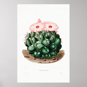 Poster Desenho Nopal de uma Imagem de Planta de Cactus Fl