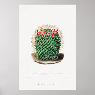 Poster Desenho Nopal de uma Imagem de Planta de Cactus Fl
