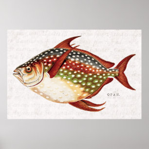 Poster Desenho ostentando tropical dos peixes de Opah dos