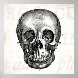 Póster Desenho velho anatômico retro do crânio dos 1800