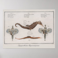 Desenho Zoológico De Cavalo-Marinho Retro