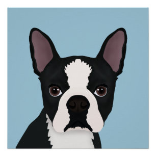 Póster desenhos animados do terrier de Boston