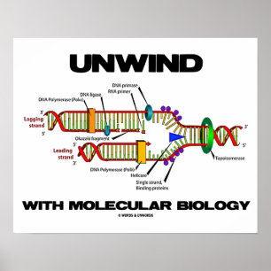 Póster Desenrolar Com Biologia Molecular (Replicação De D