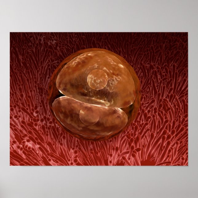 Póster Desenvolvimento de Zygote: 24-36 Horas (Frente)