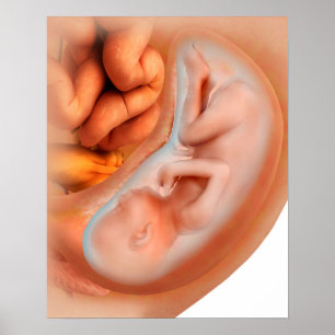 Póster Desenvolvimento do feto em 36 semanas
