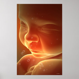 Póster Desenvolvimento embrionário 4