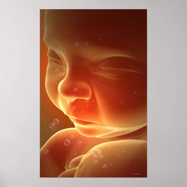 Póster Desenvolvimento Embriônico 4 (Frente)