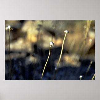 Póster Desert Bloom