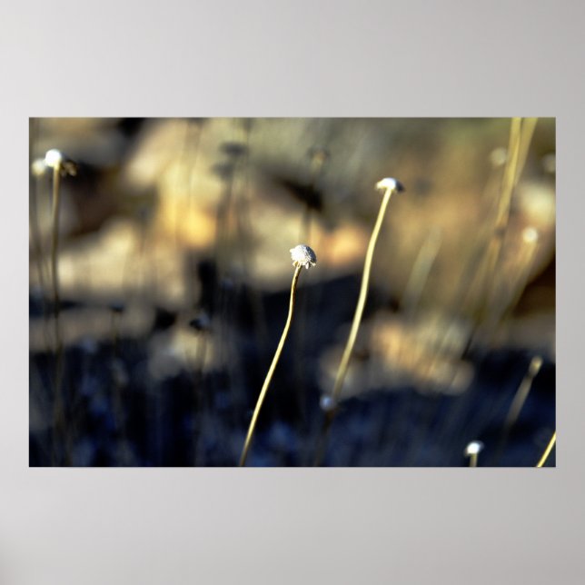 Póster Desert Bloom (Frente)