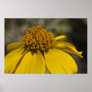 Poster Desert Brittlebrush Blossom
