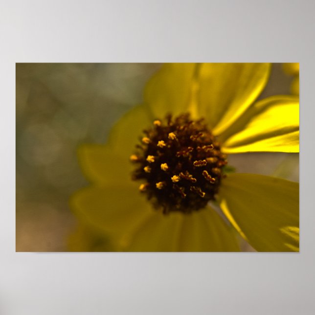 Poster Desert Brittlebrush In Bloom (Frente)