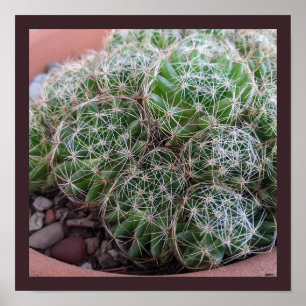 Poster Desert Cactus