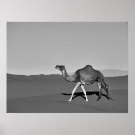 Poster Desert Camel Caminhando Preto e Branco