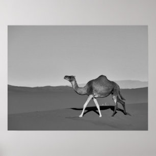 Poster Desert Camel Caminhando Preto e Branco