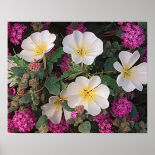 Poster Desert Evening Primrose and Desert Sand Verbena,