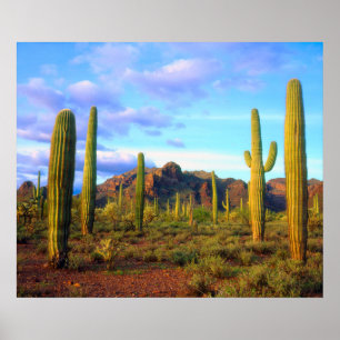 Póster Desert in springtime