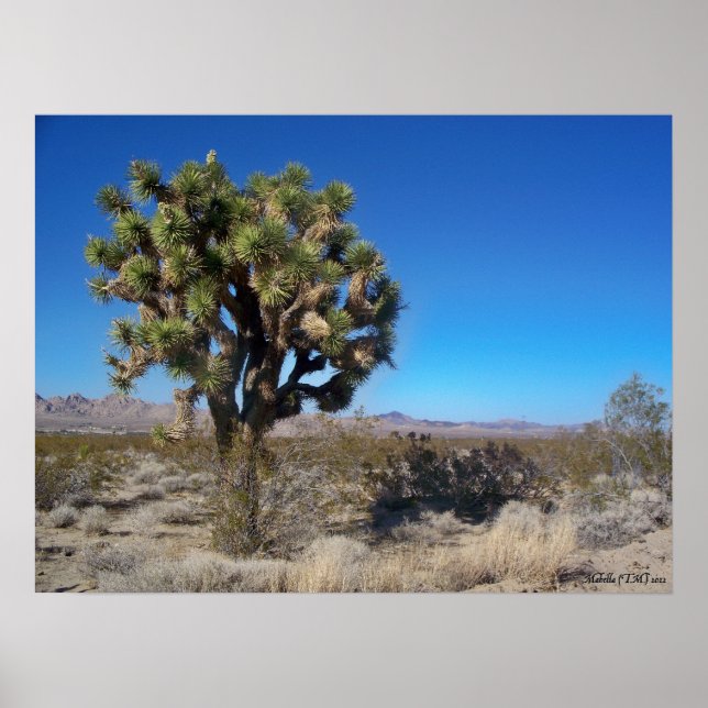 Póster Desert Joshua Tree (Frente)