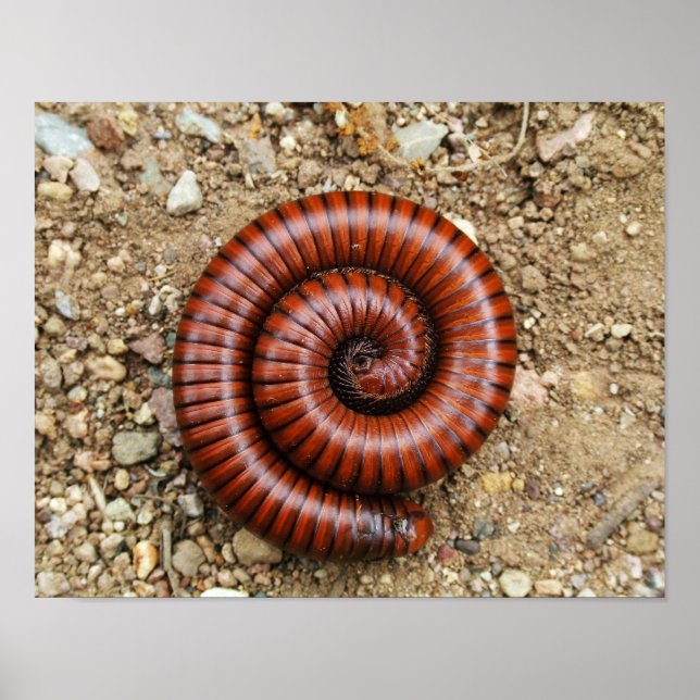 Poster Desert Millipede (Frente)