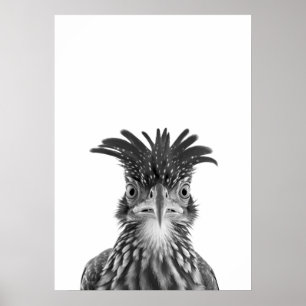 Poster Desert Road Runner Bird Portrait