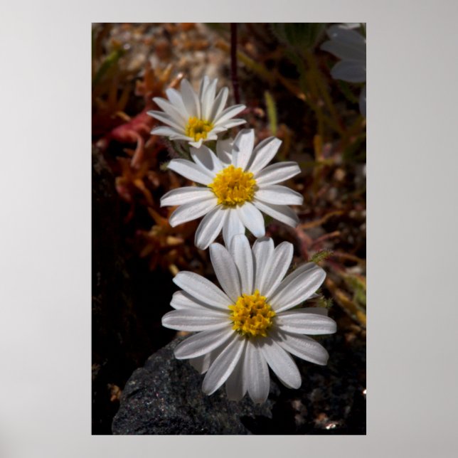 Poster Desert Star Wildflower (Frente)