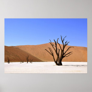 Póster Desert Trees