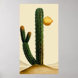 Poster Deserto Cactus Na Flor