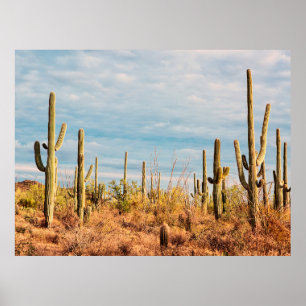 Poster Deserto com cactos de Saguaro