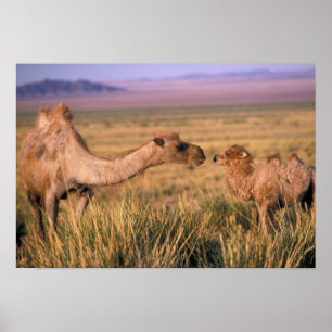 Poster Deserto de Ásia, Mongolia, Gobi, grande Gobi