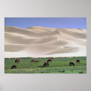 Póster Deserto de Gobi   Cavalos Selvagens
