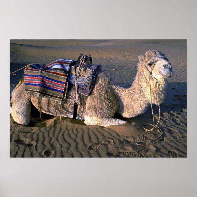 Póster Deserto do Sara perto de Merzouga, Marrocos (Frente)