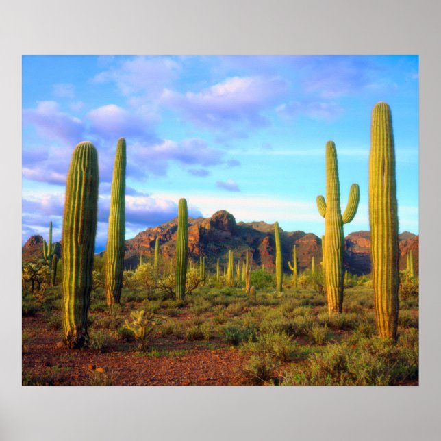 Póster Deserto em primavera (Frente)