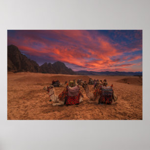 Poster Desertos Camels Sinai Mounts Egito