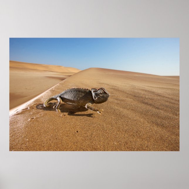 Poster Desertos | Namaqua Chameleon no Deserto (Frente)