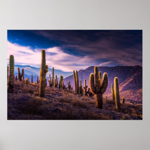 Poster Desertos   Paisagem Cactus Argentina